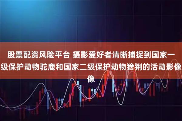 股票配资风险平台 摄影爱好者清晰捕捉到国家一级保护动物驼鹿和国家二级保护动物猞猁的活动影像